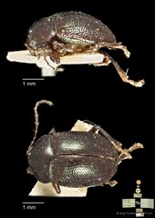 Colaspoides puncticeps • © Ang Yuchen • CC BY 4.0