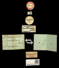 Colaspoides puncticeps • All Rights Reserved Museum Label
