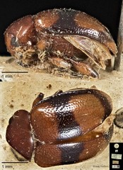 Colaspoides quadripartita • © Ang Yuchen • CC BY 4.0