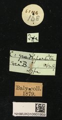 Colaspoides quadripartita • All Rights Reserved Museum Label