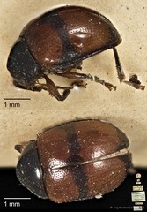 Colaspoides quadripartita • © Ang Yuchen • CC BY 4.0