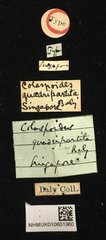 Colaspoides quadripartita • All Rights Reserved Museum Label