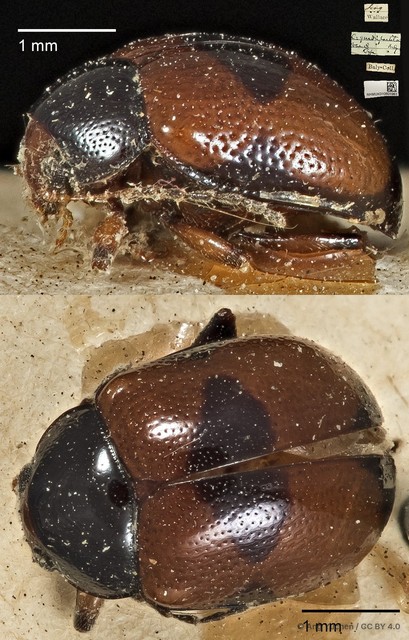 Colaspoides quadripartita