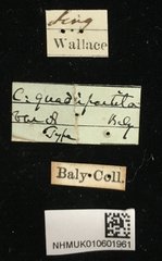 Colaspoides quadripartita • All Rights Reserved Museum Label