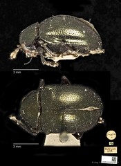 Colaspoides simillima • © Ang Yuchen • CC BY 4.0