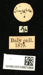 Colaspoides simillima • All Rights Reserved Museum Label