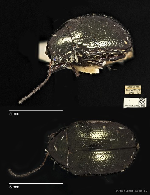 Colaspoides simillima