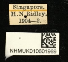Colaspoides simillima • All Rights Reserved Museum Label