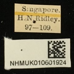 Colasposoma viridicoeruleum • All Rights Reserved Museum Label