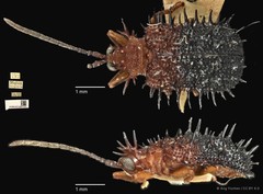 Dactylispa aspera • © Ang Yuchen • CC BY 4.0