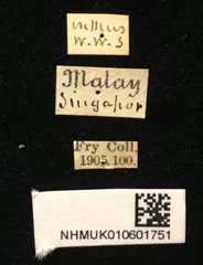 Dactylispa aspera • All Rights Reserved Museum Label