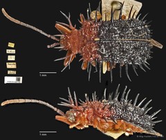 Dactylispa aspera • © Ang Yuchen • CC BY 4.0