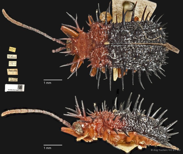 Dactylispa aspera