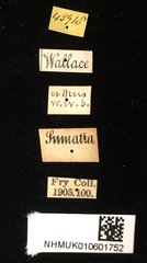 Dactylispa aspera • All Rights Reserved Museum Label