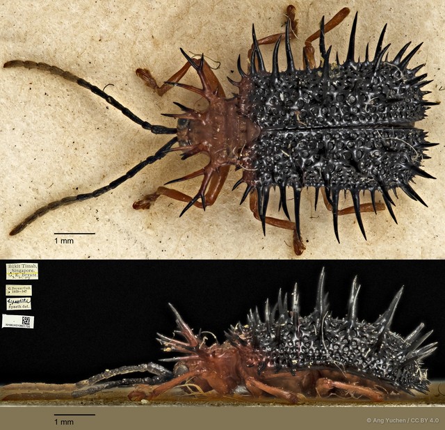Dactylispa bipartita • © Ang Yuchen • CC BY 4.0