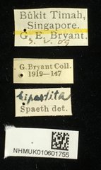 Dactylispa bipartita • All Rights Reserved Museum Label