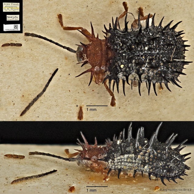 Dactylispa modiglianii • © Ang Yuchen • CC BY 4.0