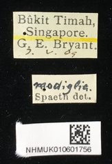 Dactylispa modiglianii • All Rights Reserved Museum Label