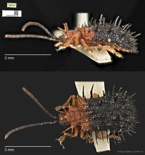 Dactylispa oberthuri • © Ang Yuchen • CC BY 4.0