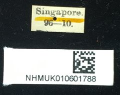 Dactylispa oberthuri • All Rights Reserved Museum Label