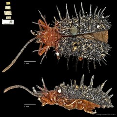 Dactylispa spinosa • © Ang Yuchen • CC BY 4.0