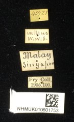 Dactylispa spinosa • All Rights Reserved Museum Label