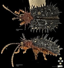 Dactylispa spinosa • © Ang Yuchen • CC BY 4.0