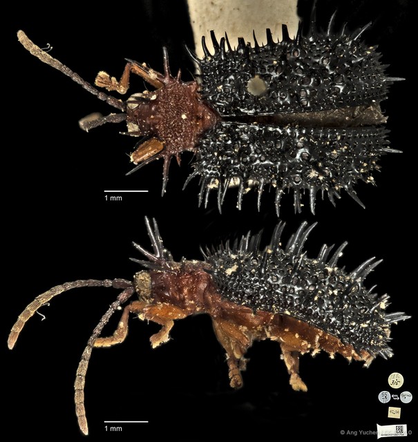 Dactylispa spinosa