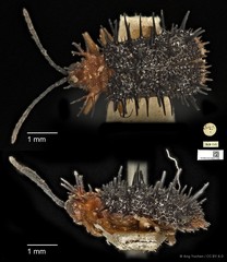 Dactylispa weyersi • © Ang Yuchen • CC BY 4.0