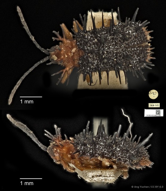 Dactylispa weyersi • © Ang Yuchen • CC BY 4.0