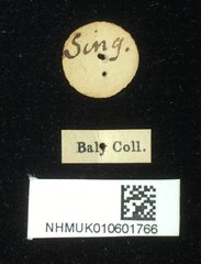 Dactylispa weyersi • All Rights Reserved Museum Label