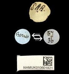 Dercetina • All Rights Reserved Museum Label