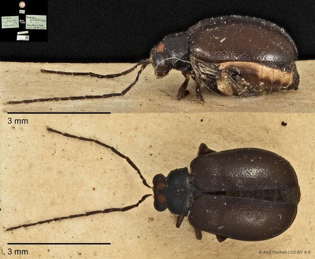 Dercetina frontalis • © Ang Yuchen • CC BY 4.0