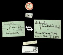 Dercetina frontalis • All Rights Reserved Museum Label