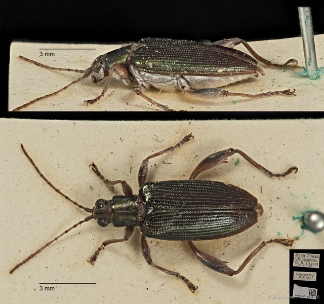 Donacia (Cyphogaster) javana • © Ang Yuchen • CC BY 4.0
