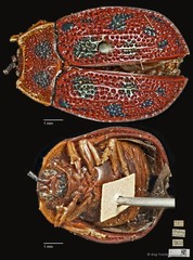 Epistictina viridimaculata • © Ang Yuchen • CC BY 4.0