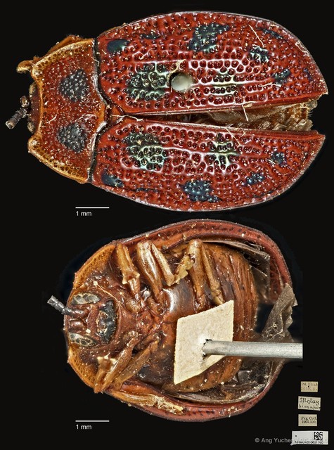 Epistictina viridimaculata • © Ang Yuchen • CC BY 4.0