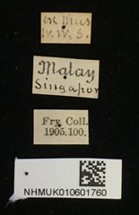 Epistictina viridimaculata • All Rights Reserved Museum Label