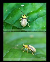 Galerosastra sumatrana • © David Wirawan • All Rights Reserved