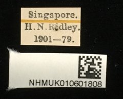 Galerosastra sumatrana • All Rights Reserved Museum Label