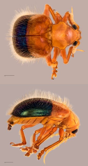 Goniopleura auricoma • © Tan Wee Chye • All Rights Reserved