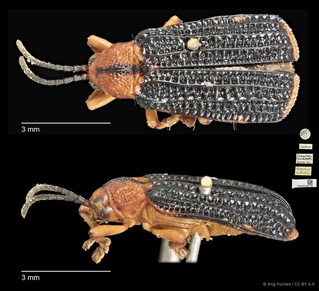 Gonophora cariosicollis • © Ang Yuchen • CC BY 4.0
