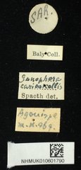 Gonophora cariosicollis • All Rights Reserved Museum Label