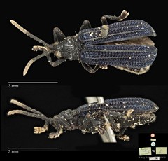 Gonophora chalybeata • © Ang Yuchen • CC BY 4.0