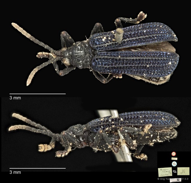 Gonophora chalybeata • © Ang Yuchen • CC BY 4.0