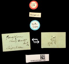 Gonophora chalybeata • All Rights Reserved Museum Label