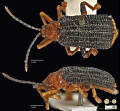 Gonophora haemorrhoidalis • © Ang Yuchen • CC BY 4.0