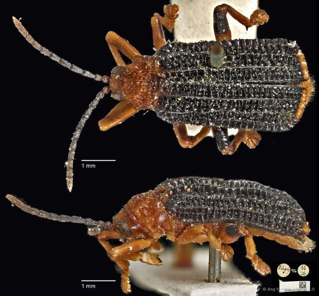 Gonophora haemorrhoidalis • © Ang Yuchen • CC BY 4.0