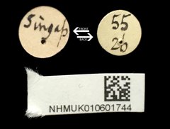Gonophora haemorrhoidalis • All Rights Reserved Museum Label
