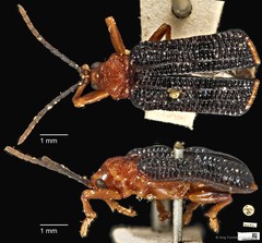 Gonophora haemorrhoidalis • © Ang Yuchen • CC BY 4.0